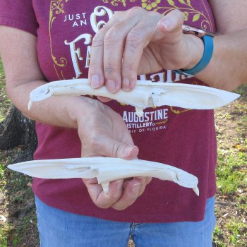 Two piece 8" to 9" Alligator Jaw Bone Knives