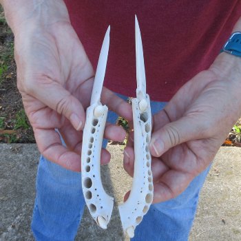 Two piece 8" to 9" Alligator Jaw Bone Knives