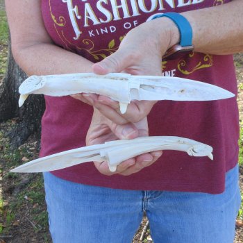Two piece 8" to 9" Alligator Jaw Bone Knives