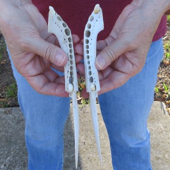 Two piece 8" to 9" Alligator Jaw Bone Knives