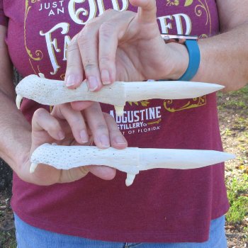 Two piece 8" to 9" Alligator Jaw Bone Knives