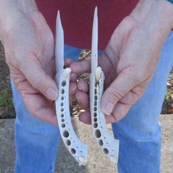 Two piece 8" to 9" Alligator Jaw Bone Knives