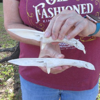 Two piece 8" to 9" Alligator Jaw Bone Knives