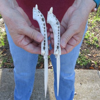 Two piece 8" to 9" Alligator Jaw Bone Knives