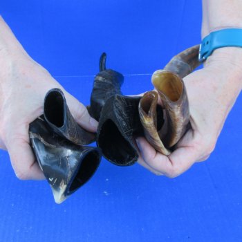  Five Indian Goat Horns, 12" to 15" 