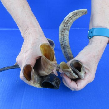  Five Indian Goat Horns, 12" to 15" 