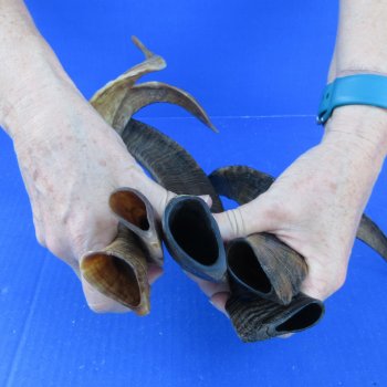  Five Indian Goat Horns, 12" to 15" 