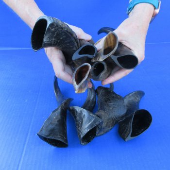 Ten Indian Goat Horns, 8" to 12" 