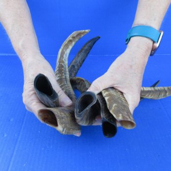  Five Indian Goat Horns, 12" to 15" 