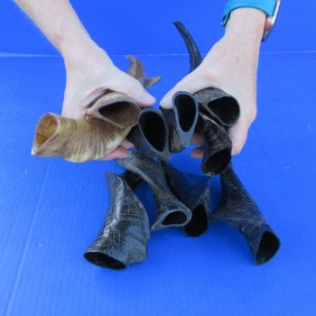 Ten Indian Goat Horns, 8" to 12" 