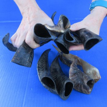 Ten Indian Goat Horns, 8" to 12" 
