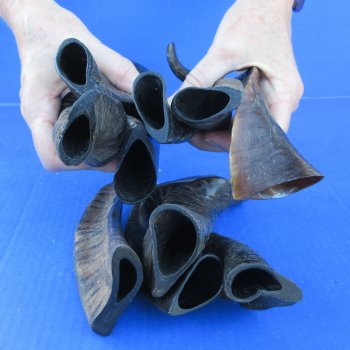 Ten Indian Goat Horns, 8" to 12" 