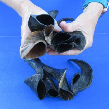 Ten Indian Goat Horns, 8" to 12" 