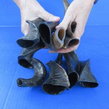 Ten Indian Goat Horns, 8" to 12" 