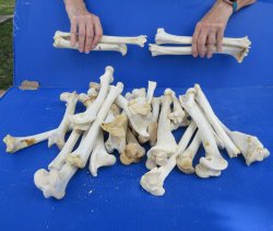 Thirty piece Deer Leg Bones 7" to 12"