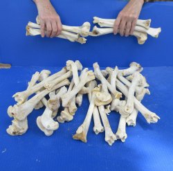 Thirty piece Deer Leg Bones 7" to 12"