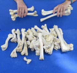 Thirty piece Deer Leg Bones 7" to 12"