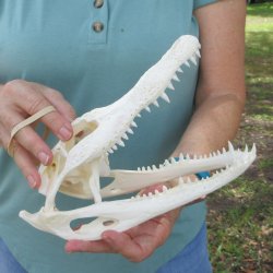 10" Alligator ...