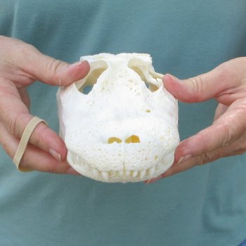 10" Alligator Skull 