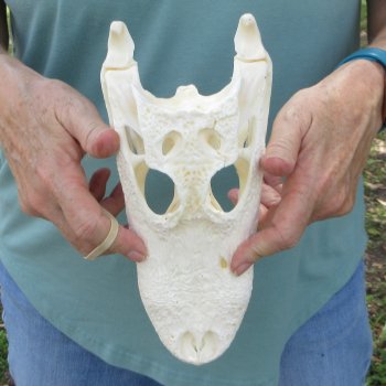 10" Alligator Skull 