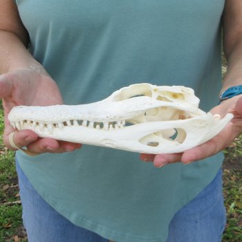 10" Alligator Skull 