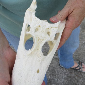 10" Alligator Skull 