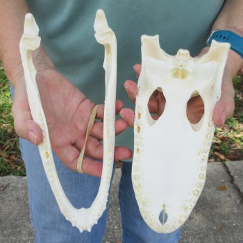 10" Alligator Skull 