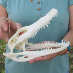 9" Alligator S...