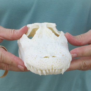 9" Alligator Skull 