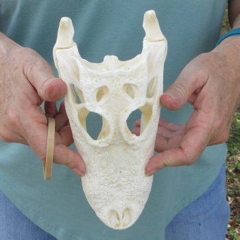 9" Alligator Skull 
