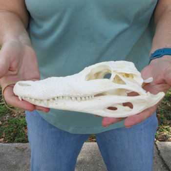 9" Alligator Skull 