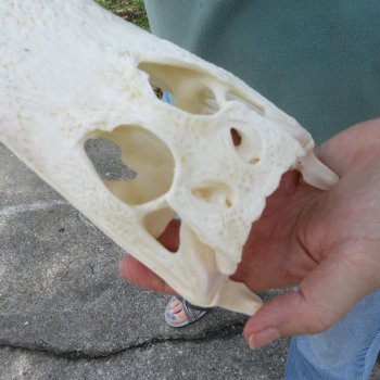 9" Alligator Skull 
