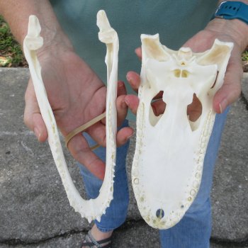 9" Alligator Skull 