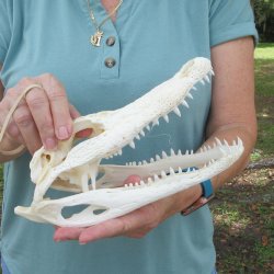 10" B-Grade Alligator Skull 