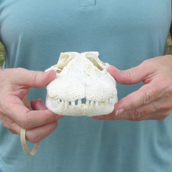 10" B-Grade Alligator Skull 