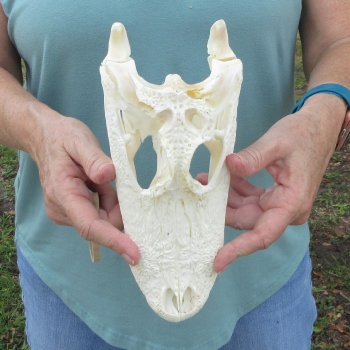 10" B-Grade Alligator Skull 