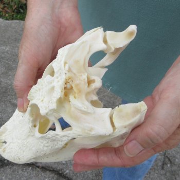 10" B-Grade Alligator Skull 