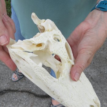 10" B-Grade Alligator Skull 
