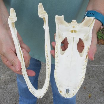 10" B-Grade Alligator Skull 