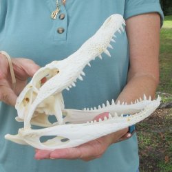 10" Alligator ...
