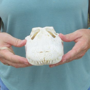 10" Alligator Skull 