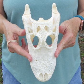 10" Alligator Skull 