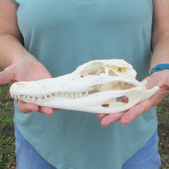 10" Alligator Skull 