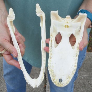 10" Alligator Skull 