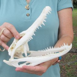 10" Alligator ...