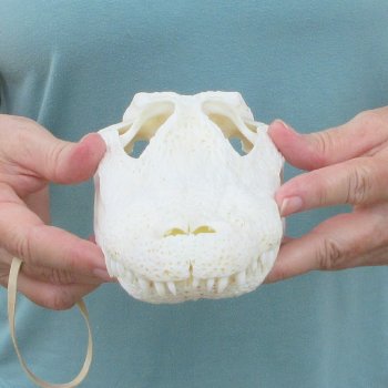 10" Alligator Skull 