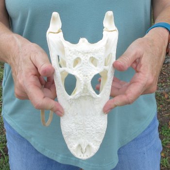 10" Alligator Skull 