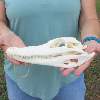 10" Alligator Skull 