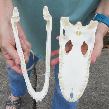 10" Alligator Skull 