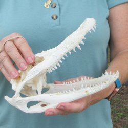 9" Alligator S...